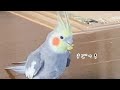 おっとりした性格の鳥に大好物のトウモロコシを見せたらこうなりました笑