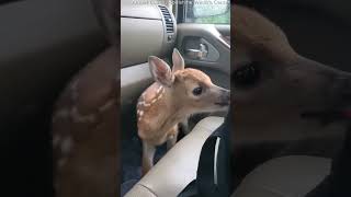 Better With Burps - Deer