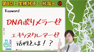 【大学 生化学】第１章：生体分子～核酸④～ DNAポリメラーゼ