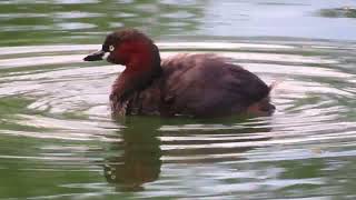 カイツブリ_184_食事_2024.8.17.多摩川_Little Grebe_4K