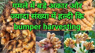 गमले में बड़े अकार और ज्यादा संख्या में हल्दी कि bumper harvesting,fast grow organic Turmeric in pot