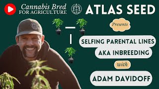 On selfing, inbreeding parental lines, early finishing - Cannabis Breeding Process August 30th 22'