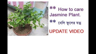 আপডেটসহ টবে বেলিফুল।। মাটি প্রস্তুতি।।  জলসেচ।। চাপানসার।। সম্পূর্ণ পরিচর্যা।।  Jasmine flower