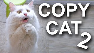 COPYCAT 2 - PAROLE DE CHAT