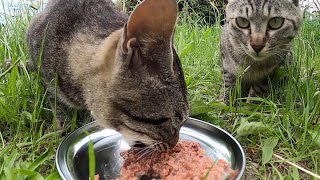 猫たちが美味しそうに食べた。The cats ate deliciously.  Vol.543