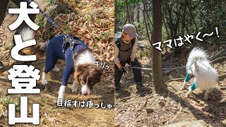 飼い主を助けながら逞しく山を突き進む兄弟犬がこちらですw【日本スピッツ・ボーダーコリー】