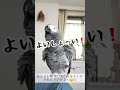 色んなお喋り披露してくれるインコ shorts ばんざい バイバイ お喋りインコ ヨウム めいちゃん めいチャンネル