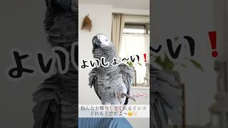 色んなお喋り披露してくれるインコ#shorts #ばんざい #バイバイ #お喋りインコ #ヨウム #めいちゃん#めいチャンネル