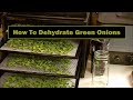 How To Dehydrate Green Onions