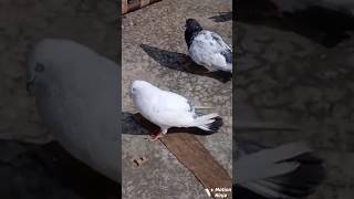 Original black high flyer kalduma kabutar status🕊💖 || attitude pigeon video #kabutar #kabutarbazi