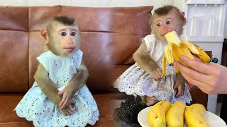 The Contrast Between Sadness and Happiness of Tina's Two Monkeys