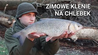 RZECZNY FEEDER - KLENIE Z NOWEGO MIEJSCA