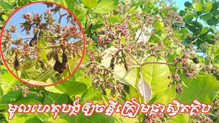 ដោះស្រាយបញ្ហាចន្ទីក្រៀមផ្កា ស្វិតក្តិប