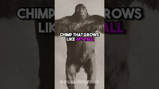 Discovering Lion Killer Chimps | JRE featuring Mike Tyson