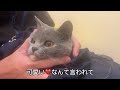 猫、下唇がピンク色に腫れて、できもの？