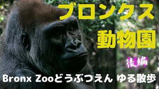 【Bronx Zoo#２】人気者 おもしろゴリラ！ニューヨーク　ブロンクス動物園　おすすめ観光スポット So Funny! Gorilla family,  New York  City Walk