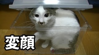 軟体動物である猫はちょいちょい変形する