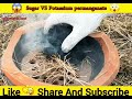 sugar vs potassium permanganate react