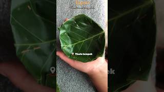 Tapari”Traditional leaf” #viralvideo #viralreels #ytshorts #traditional #leaf #plate #villagelife