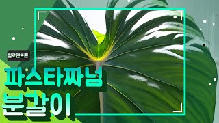 #필로덴드론 파스타짜넘 #대왕잎.