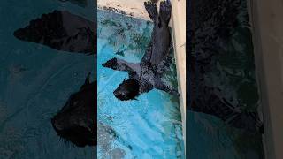 泳ぎ疲れ？【桂浜水族館】オットセイ赤ちゃんの水泳練習 #shorts #オットセイ #桂浜水族館