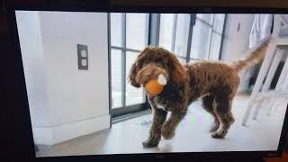 Chewy TV Commercial (June 2021)