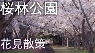 【桜林公園】千本桜 花見散策【青森県弘前市】4K60P