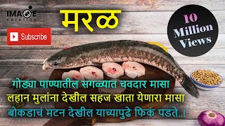 Murrel Fish | मरळ मासा | Perch | गोड्या पाण्यातील मासा | Maharashtra | महाराष्ट्र | Recipe | रेसिपी