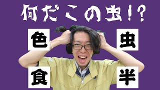 【職員壊れる!?】昆虫四字熟語 -Hard Mode-【バカなんじゃないの!?】