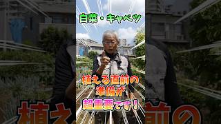 家庭菜園や農園の白菜栽培、キャベツ栽培で初期生育を良くする秘訣！大きく結球させるコツと白菜＆キャベツの育て方！【農家直伝】#shorts