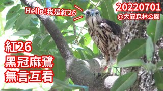 20220701 紅26 黑冠麻鷺 無言互看  @大安森林公園鳳頭蒼鷹