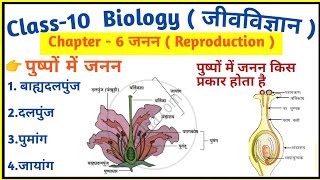 पुष्पों में जनन।। पुष्पों में जनन किस प्रकार होता है। Reproduction।।