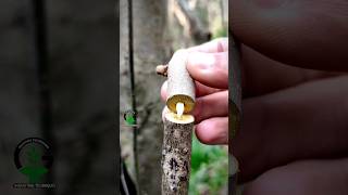 Technical grafting techniques #satisfying #nature #garden