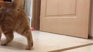 猫と一緒に月間チャレンジ【118日目】バーピー\u0026ぶら下がり