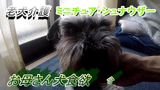 老犬介護（ミニチュア・シュナウザー）お母さん犬食欲⇧