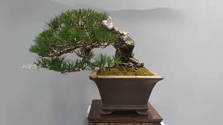 Shanghai Fine Bonsai and Stone Appreciation Exhibition上海精品盆景賞石展