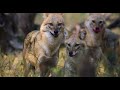 Disneynature's: Tiger | Official Trailer