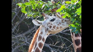 【東山動植物園公式】えさやり：アミメキリン編《 アミメキリン　キリン 》