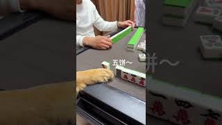 No one knows mahjong better than dogs!😎😎😎#funny pets #funny dog #funnyvideo #shorts