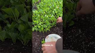 Vegetable seedling transplanting process#tooles #tooles #shorts