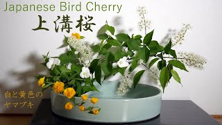 【生け花】ウワミズザクラと白と黄色の山吹【ikebana】水は入れてね/重くなるので省略/Japanese Bird Cherry/Brush-shaped flowers/刷形花/白色和黃色山吹/꽃