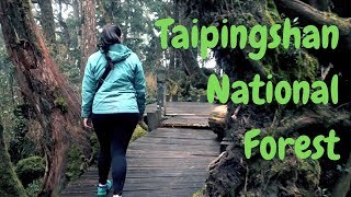 Taipingshan Forest / Yilan county / Taiwan