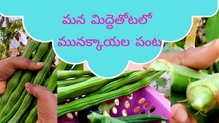 మన మిద్దె తోటలో మునాక్కాయల పంటను చూద్దాం| Organic Drumstick Harvesting | Johny's Garden to Kitchen