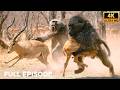 WILD KENYA | When Balance Disappears in Nature and Everything Changes | Nature Animal Documentary