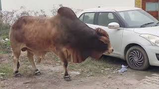 beautiful big ox and cow amazing video सुंदर बड़ा बैल और गाय अद्भुत | रोमांटिक वीडियो 🐄🐃🐂