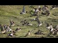 【ほのぼの】公園でヒドリガモの群れを観察しました