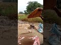 cleaning process of seasame seed எள் அறுவடை shorts