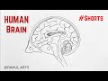 How to draw Human #Brain step by step ; Control & coordination | NCERT Class 10 #Shorts