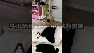 【一只黑糖啵啵🐻】快来试试黑猫隐身大挑战 最后一个99%的人应该都找不到