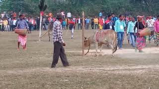 DANGRI KHUNTAW AT LOWADIH//OX AND BUFFALO INTERTAINING WITH INSTRUMENTS AND THEIR LEATHER.....